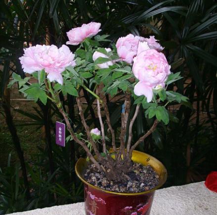 牡丹花的盆栽技术和管理,盆栽牡丹花的春季养殖方法