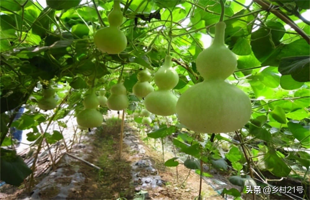 盆栽葫芦总是黄叶是什么原因,小葫芦苗叶子枯萎图片