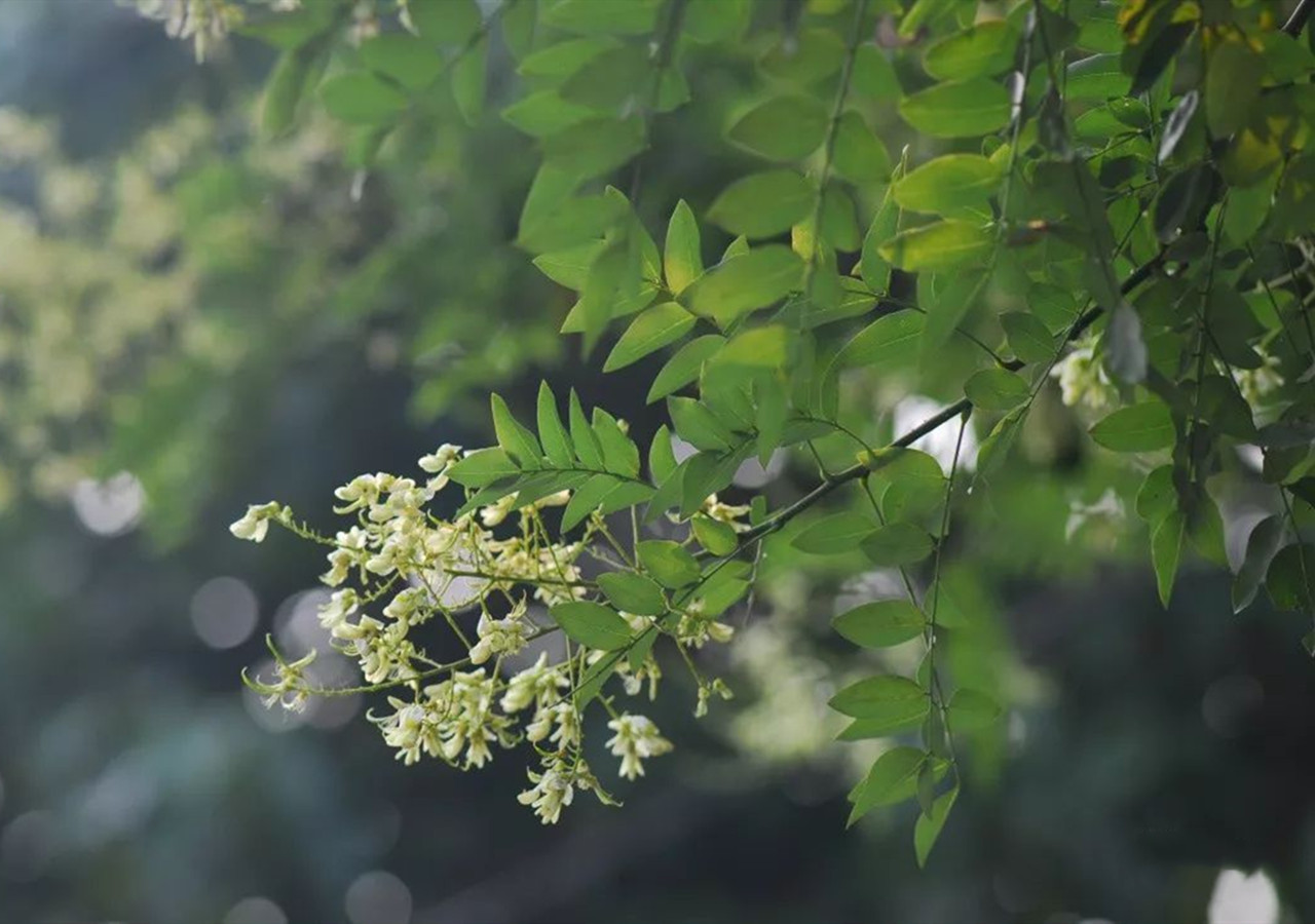 五月槐花香有什么吃法,冷冻洋槐花怎么吃最好吃呢