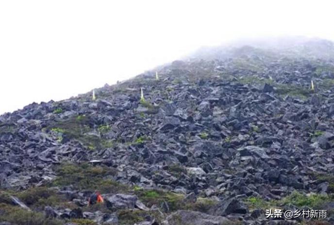 塔黄藏药配方大全,藏药塔黄能治哪种病
