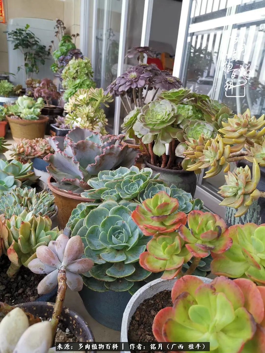 多肉怎么养出色彩,多肉很容易出现美丽的色彩