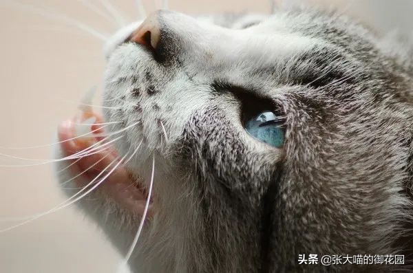 为什么猫咪的胡须不可以剪,猫咪胡子根部长猫癣需要剃胡子吗