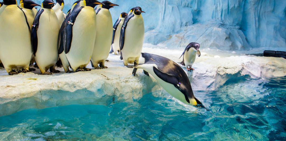 珠海长隆海洋王国游玩省钱攻略,珠海长隆海洋王国游玩攻略时间表