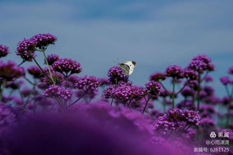 白凡逸志在线阅读,一个韩国人眼里的中国