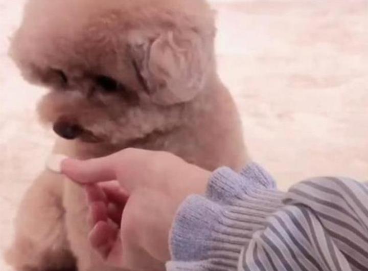 三个月泰迪大便很粗,泰迪狗狗大便先干后稀是怎么回事