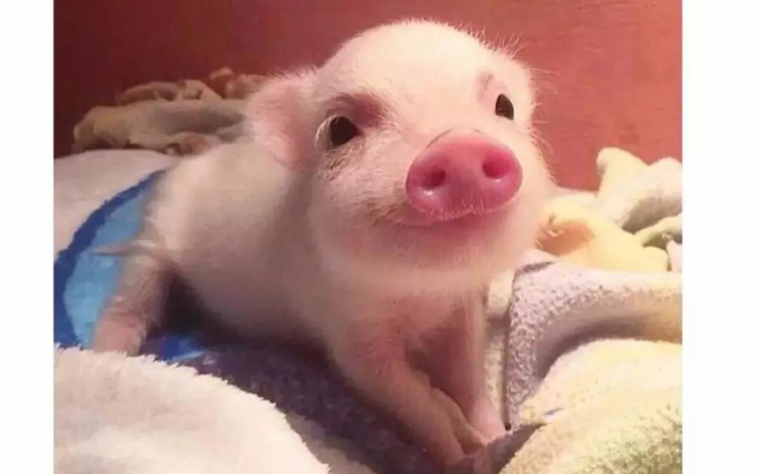 反电诈怎么操作 (反电诈小甜头后面实际是大圈套)