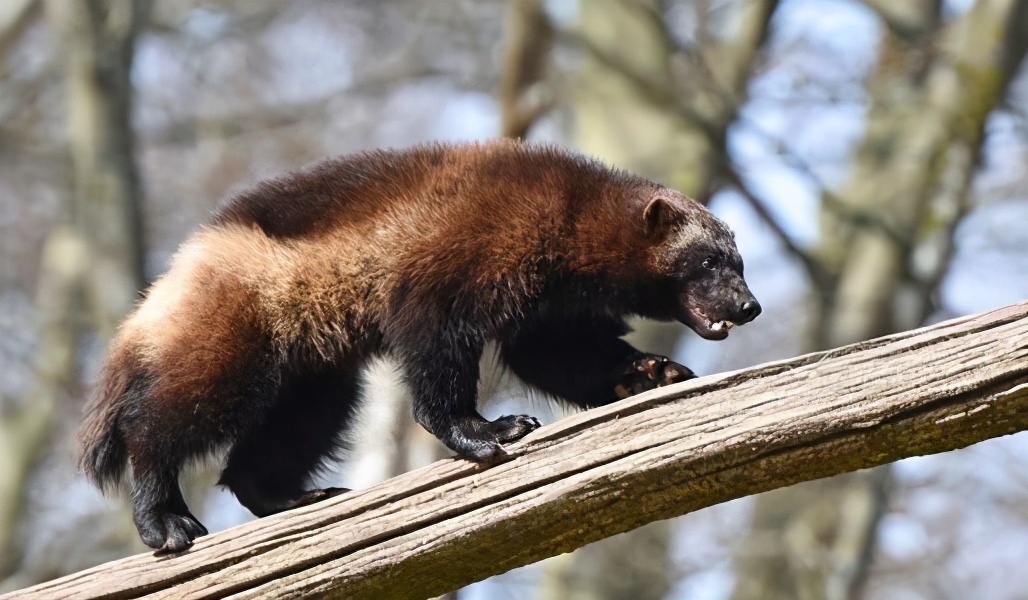 自然界中的金刚狼，北方荒野的象征，令其他动物畏惧的狼獾