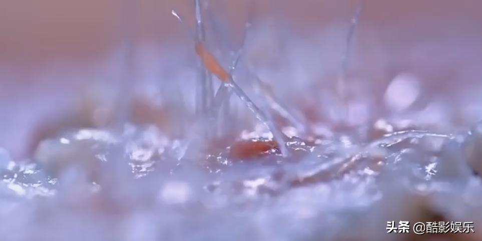 长江第一鲜长江刀鱼,几千一斤的刀鱼