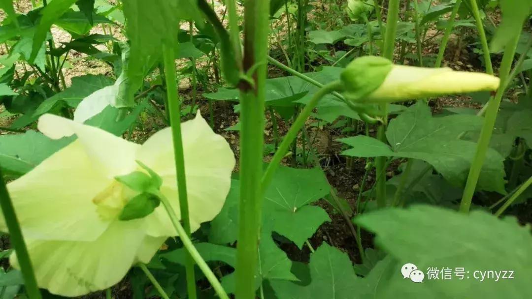 药食同源金花葵,金花葵是药食同源食品吗