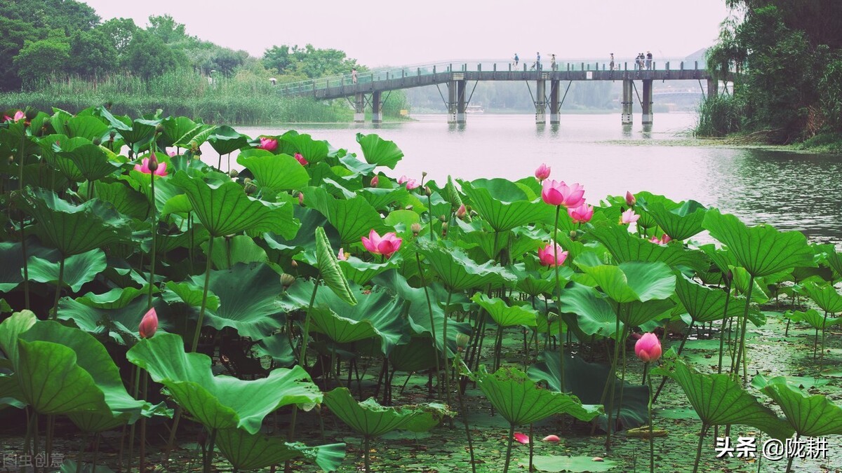 周敦颐读书心得,大宋清官周敦颐读后感