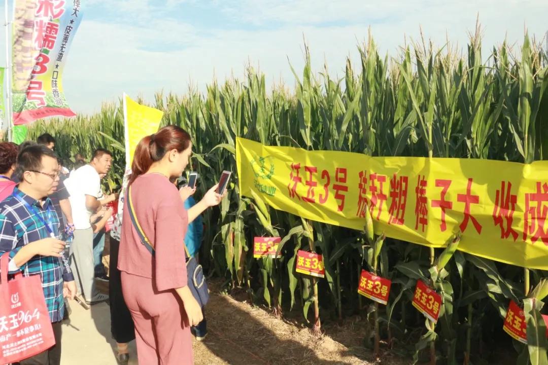 鑲ヤ埂娌冨湡绉嶄笟,鑲ヤ埂娌冨湡绉嶄笟鏈夐檺鍏徃鍦板潃