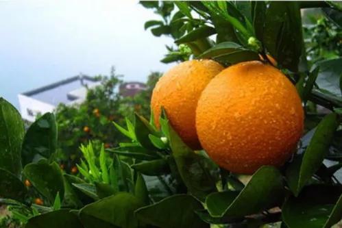 哪个地方出产的橙子最好吃,现在哪里的橙子最好吃