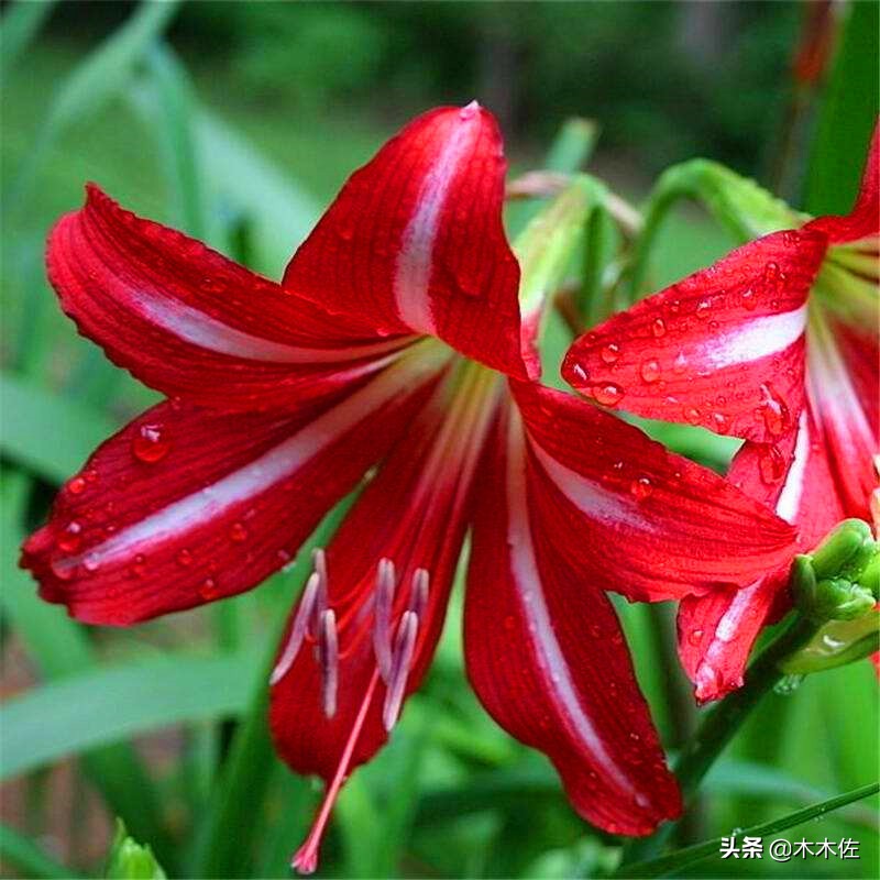 百合花公司简介,百合花简介300字