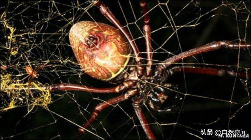 亚马逊十大凶猛植物,巴西亚马逊热带雨林动植物