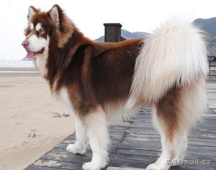 萨摩耶阿拉斯加哈士奇在草原上玩,阿拉斯加哈士奇萨摩耶三傻哪个大