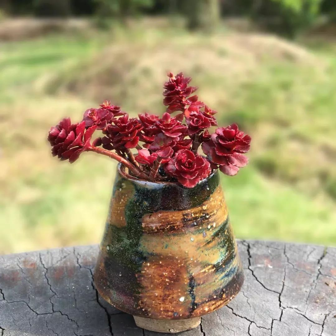 八种好看又好养的多肉，看看你家养了几种？