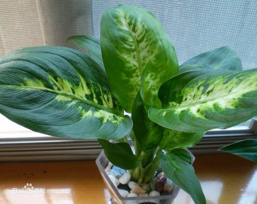 100种适合室内养的植物盆栽,10种适合室内摆放的花卉盆栽推荐