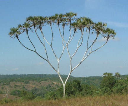 给自己心里种一棵树,和儿子一起种一棵树