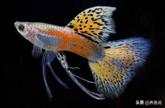 观赏鱼怎么分公母视频,观赏鱼可以怎么分别公母