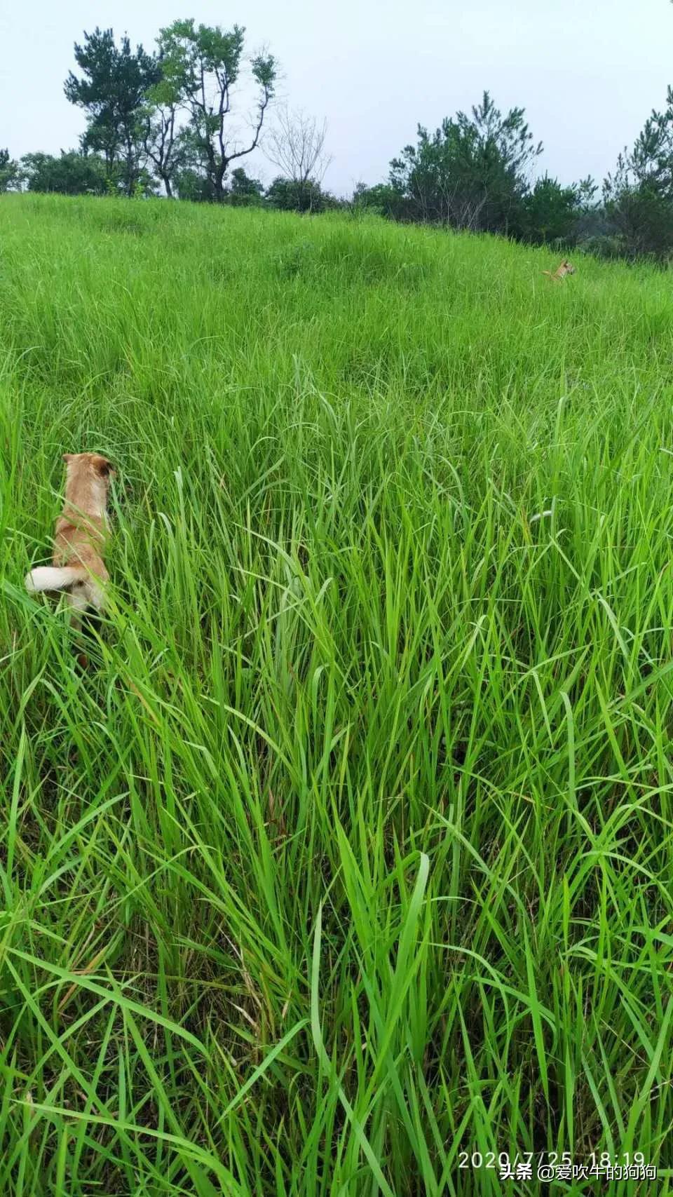 一个广西猎犬玩家的心声：我心目中的好狗，是这样子的
