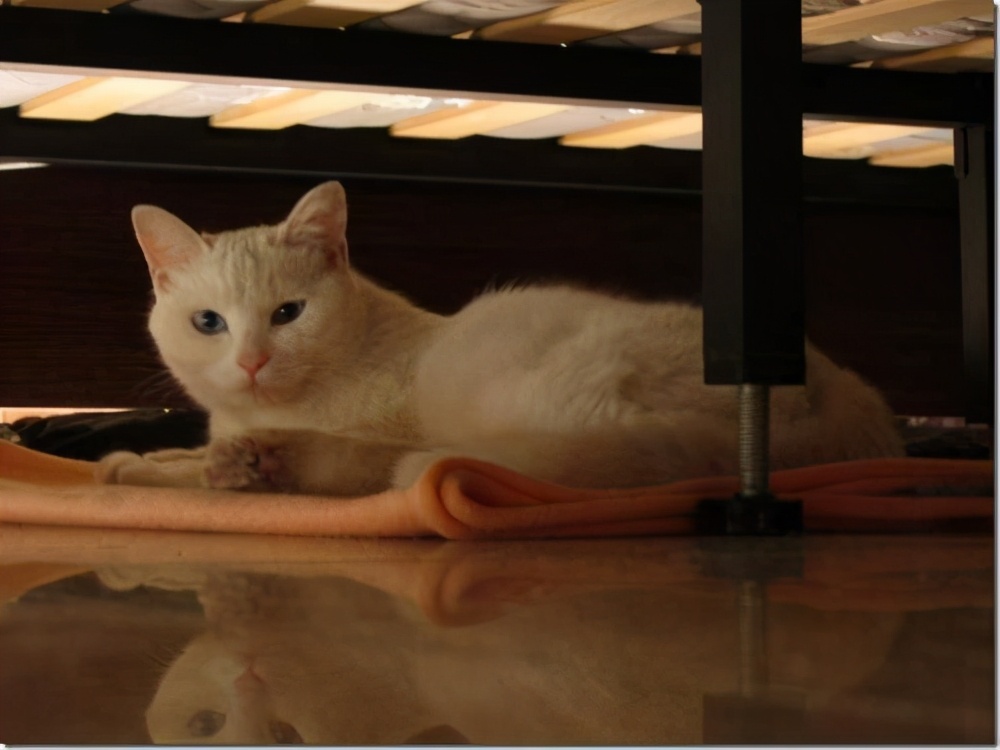 猫咪躲在床底下不肯出来怎么办,猫咪老是喜欢躲床底下