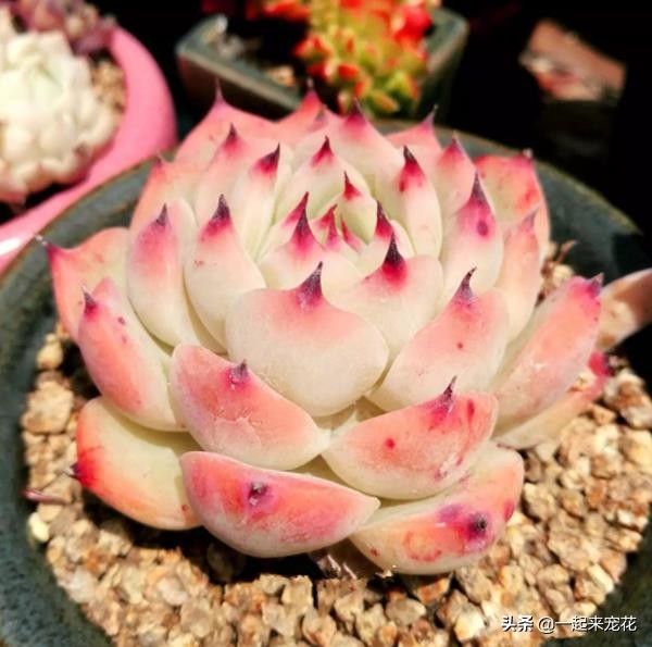 吉娃娃多肉冬天养护方法,吉娃娃类多肉怎么爆盆