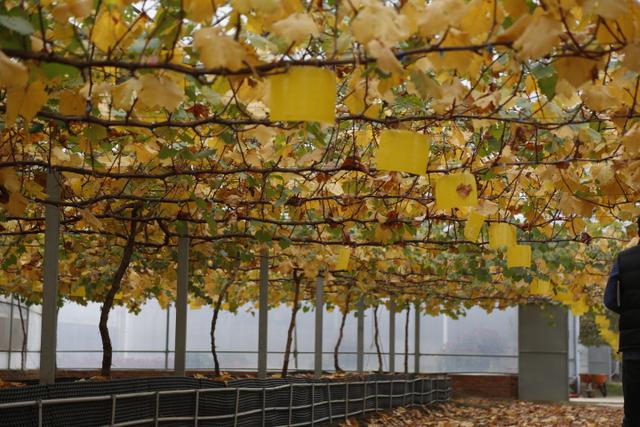 阳台葡萄种植技术书,阳台巨峰葡萄种植注意事项
