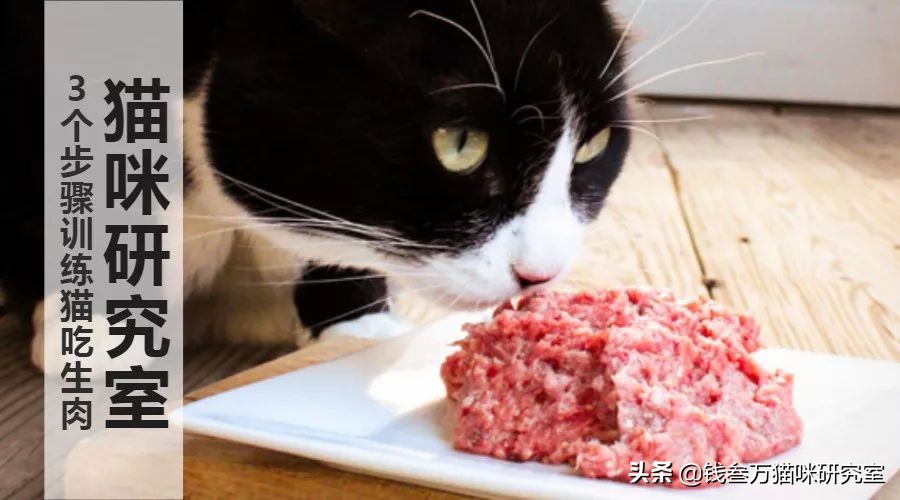 猫对食物不耐受,猫对猫粮不耐受