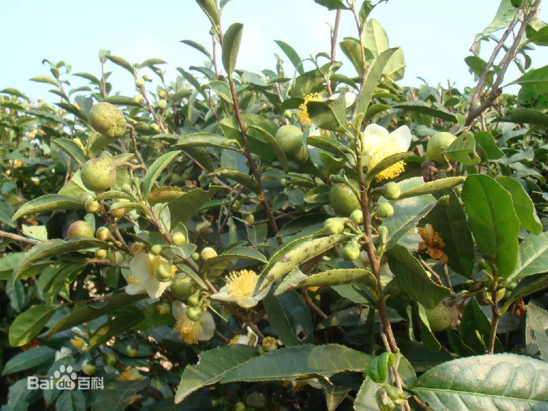 山茶油和茶树油有什么区别,山茶油很多是假的吗