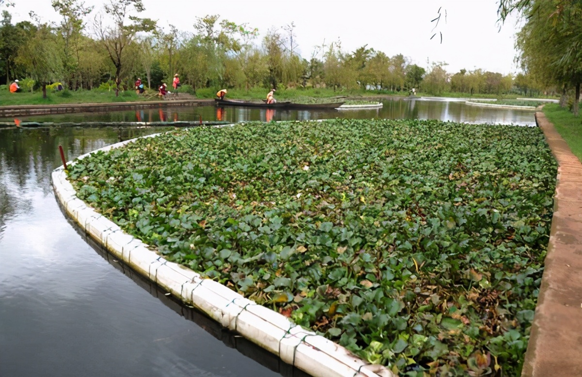 水葫芦泛滥成灾如今为何消失了,水葫芦为什么能在我国泛滥