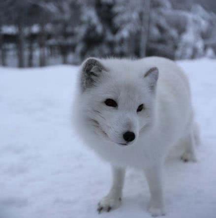 大自然伪装动物,为什么各种动物有自己的特点