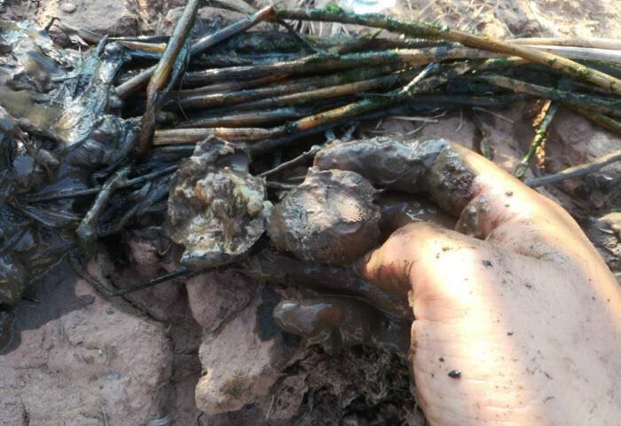 马蹄枯萎病症状,马蹄干枯病的防治方法