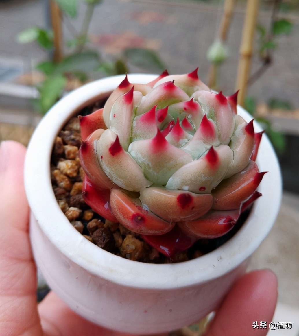 吉娃娃最佳控养方法,有人觉得吉娃娃好吗