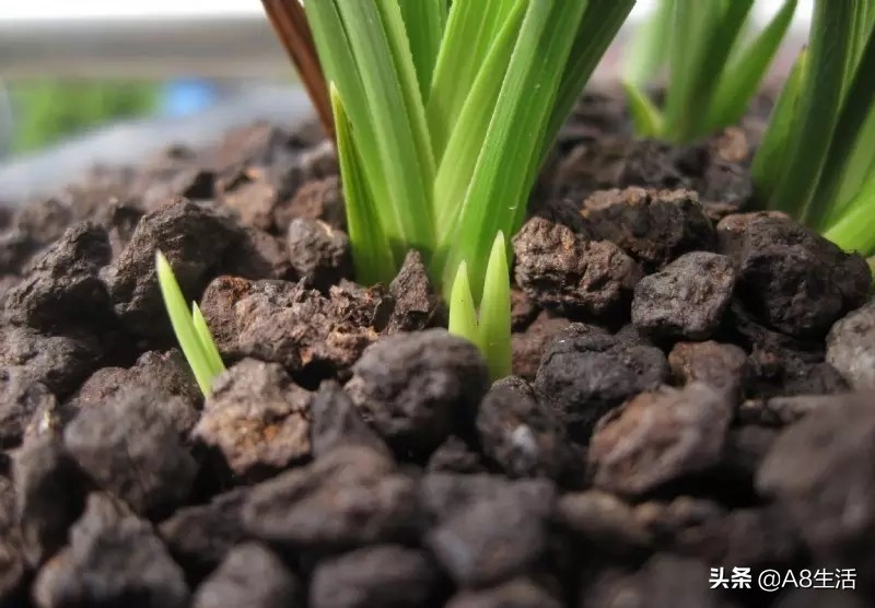 每日一品兰花图片大全,每日一品兰花价格