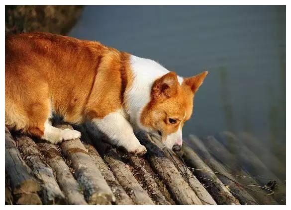 狗狗品种大全及介绍,狗狗品种大全带你走进狗狗的世界