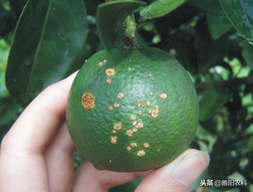 晚疫病和霜霉病特效农药一样吗,能防治霜霉病的药都能防治疫病吗