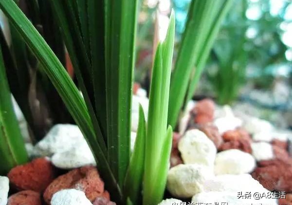 兰花蕙兰十大名品,蕙兰名品大全欣赏