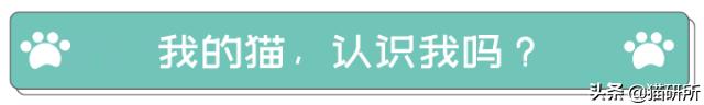 猫咪的记忆是多长时间,猫咪的记忆是永远的吗