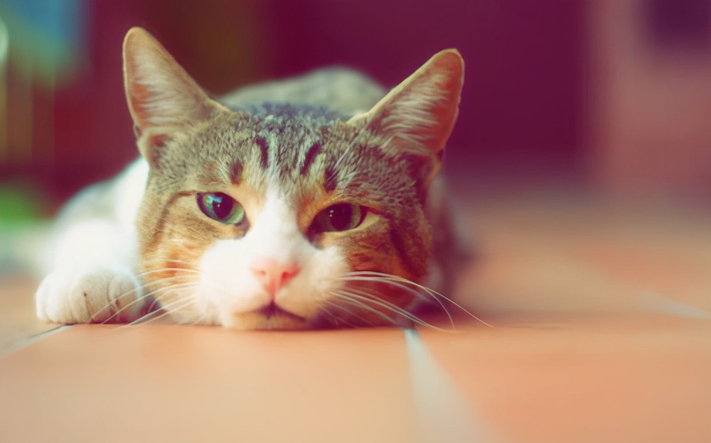 新领养猫不吃怎么办,新领养的小猫不吃猫粮怎么办