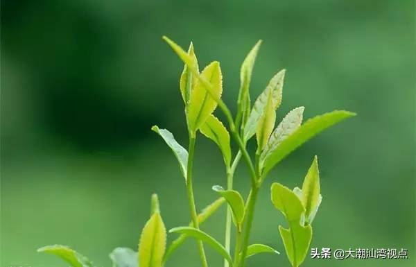 潮州凤凰单丛茶特浓,潮州凤凰单枞茶清香型黄枝香