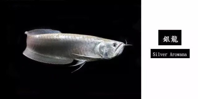 龙鱼混养品种推荐,龙鱼品种大全