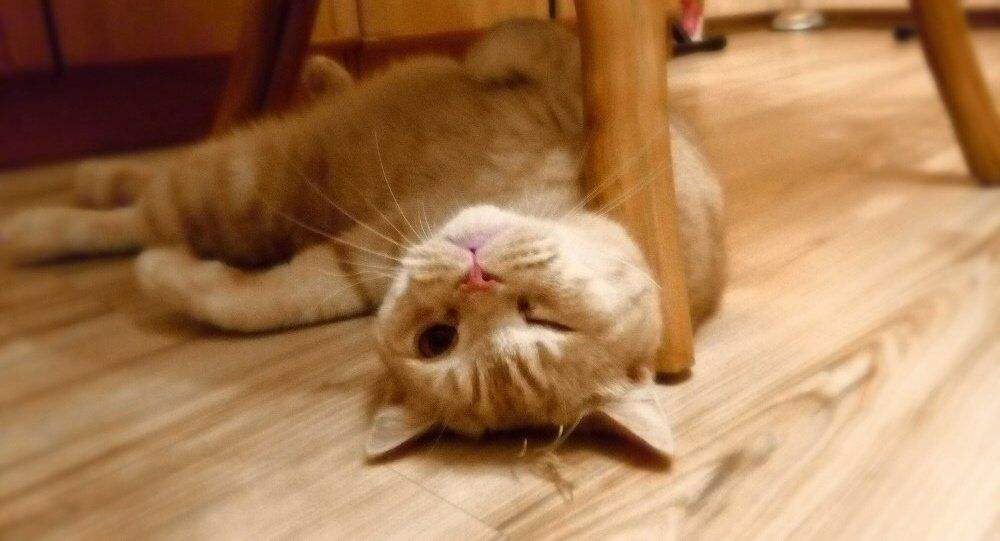 为什么猫咪对人的态度不同,猫咪对人和对猫的态度是一样的吗