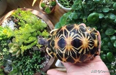 文玩小乌龟,文玩乌龟代表什么