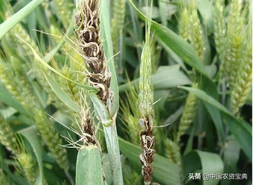 小麦黑穗病病原,小麦矮腥黑穗病发病规律