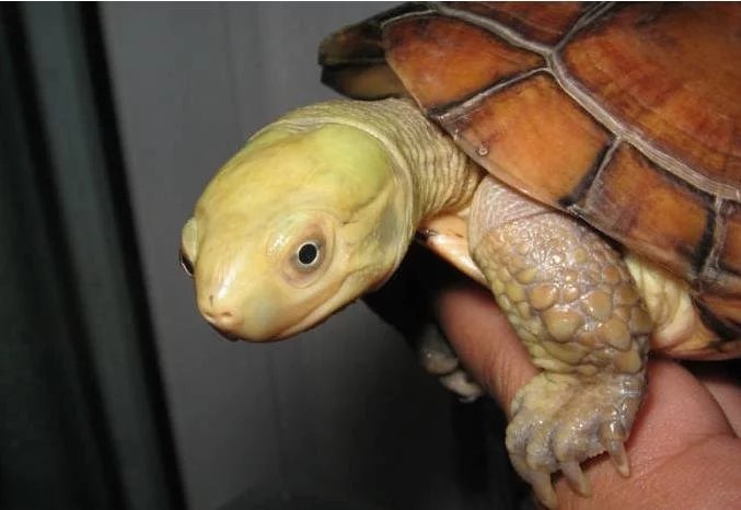 龟心依旧,黄喉拟水龟怎么养更好看