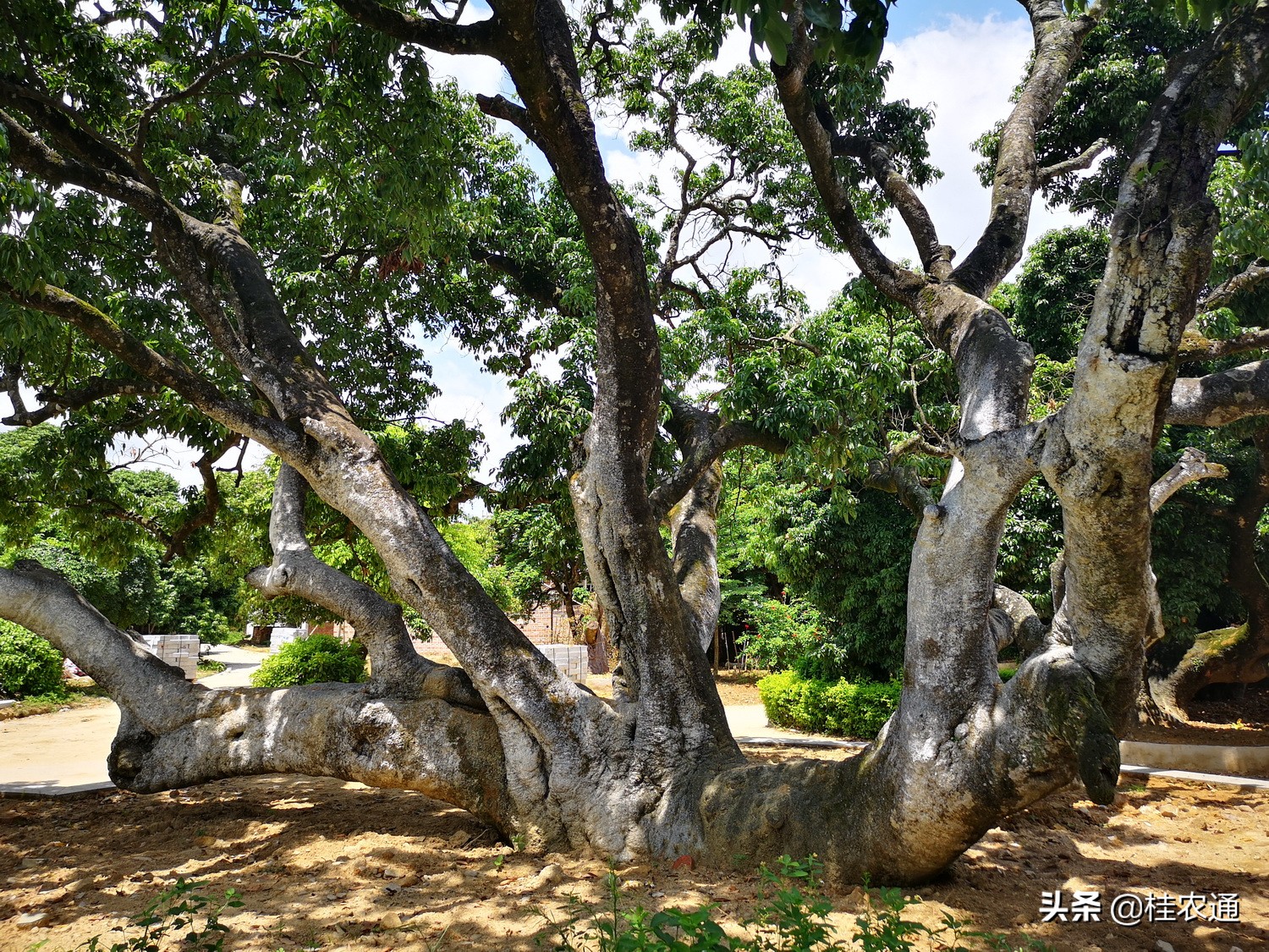 灵山荔枝闻名天下,灵山是荔枝第一县吗