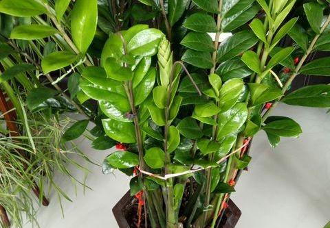 金钱树不好养,金钱树翻盆小土豆可以拔掉吗