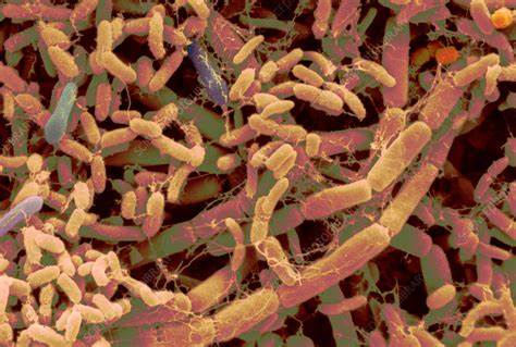 热食物放冰箱对冰箱有危害么,热的食物可以直接放冰箱吗