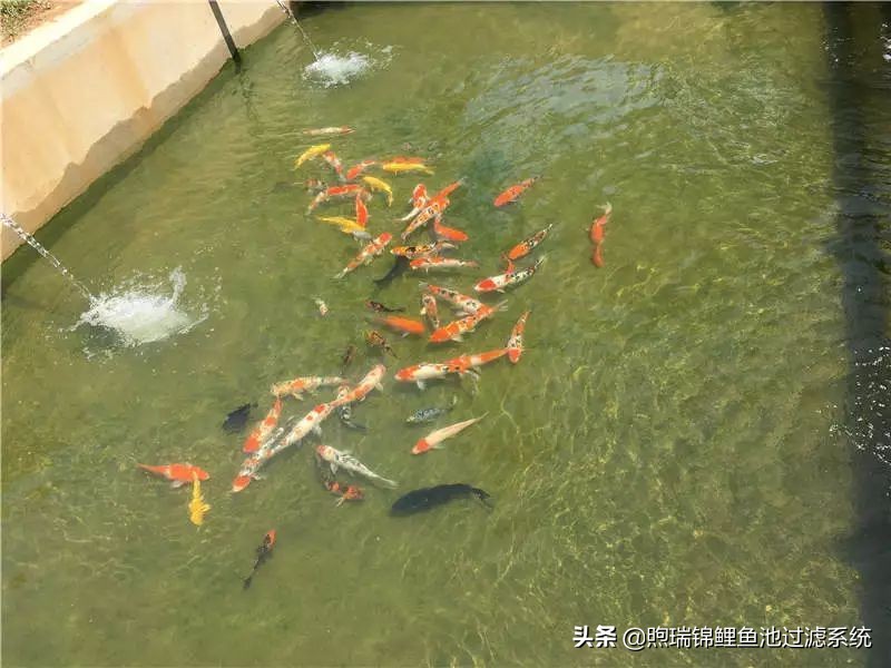 锦鲤怎么养才能养出好看的颜色,养锦鲤怎么养得好看些呢