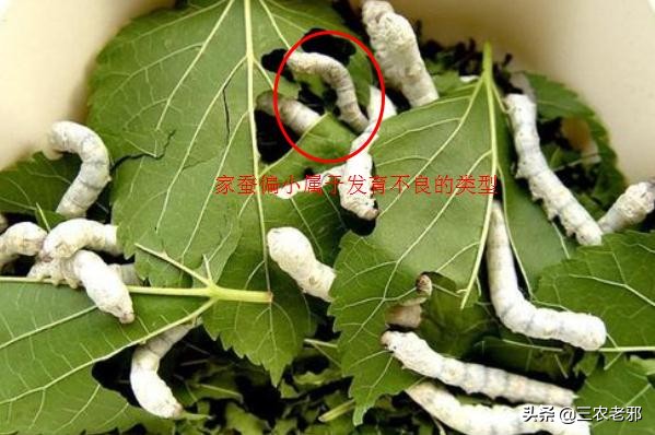 家蚕脓病用什么药治疗有效果,蚕血液性脓病最佳治疗方法